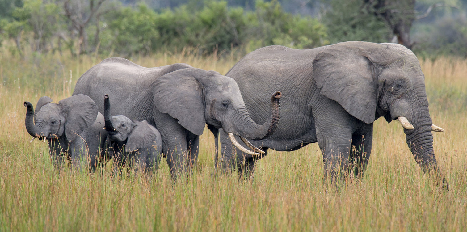 The elephant in the room!
