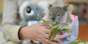 6 Koala-ty Australian Animal Facts to Emu-se You