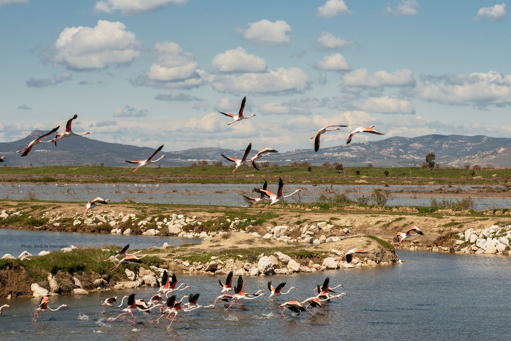 Meet our Partner: BirdLife International