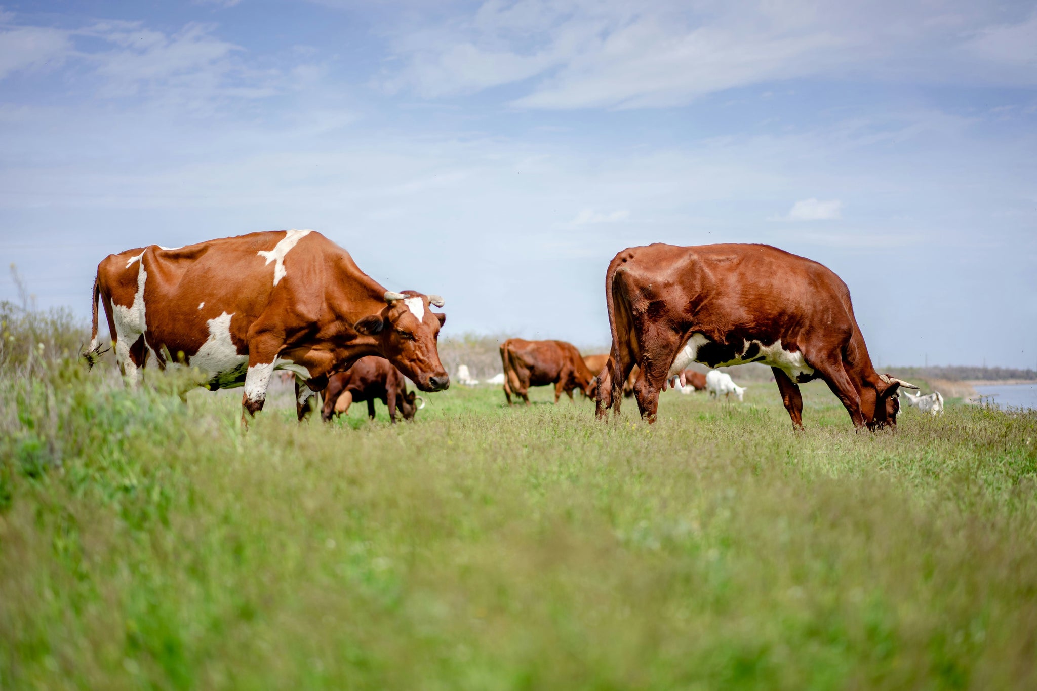 Meet Our Partner: Farm Sanctuary