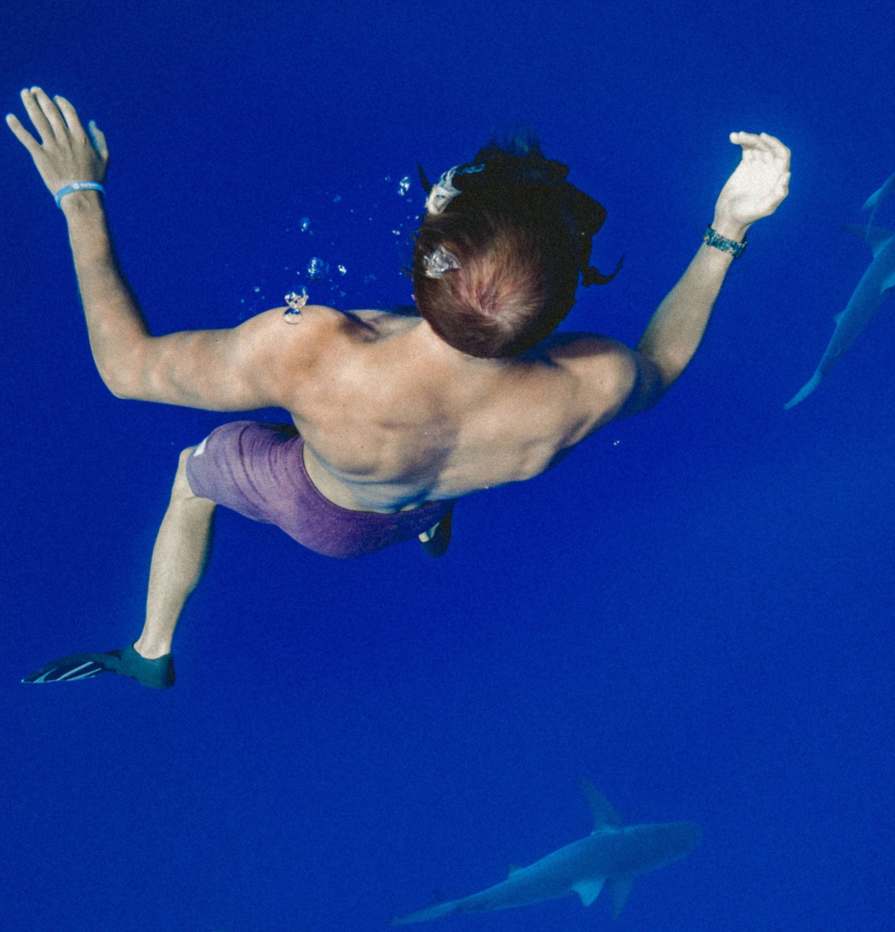 Shark Week: Apex Predators or Prey?