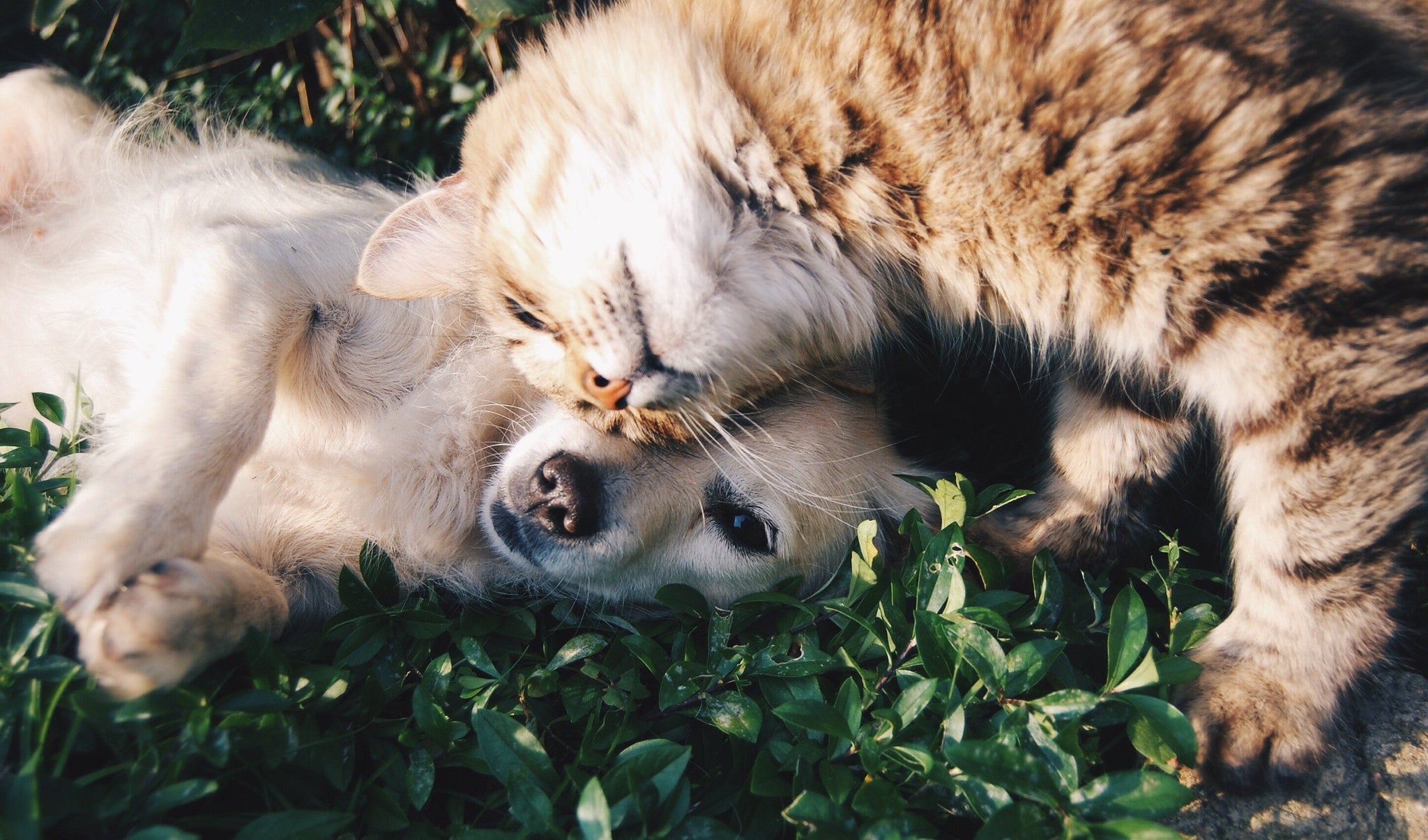 Meet Our Partner: Best Friends Animal Society