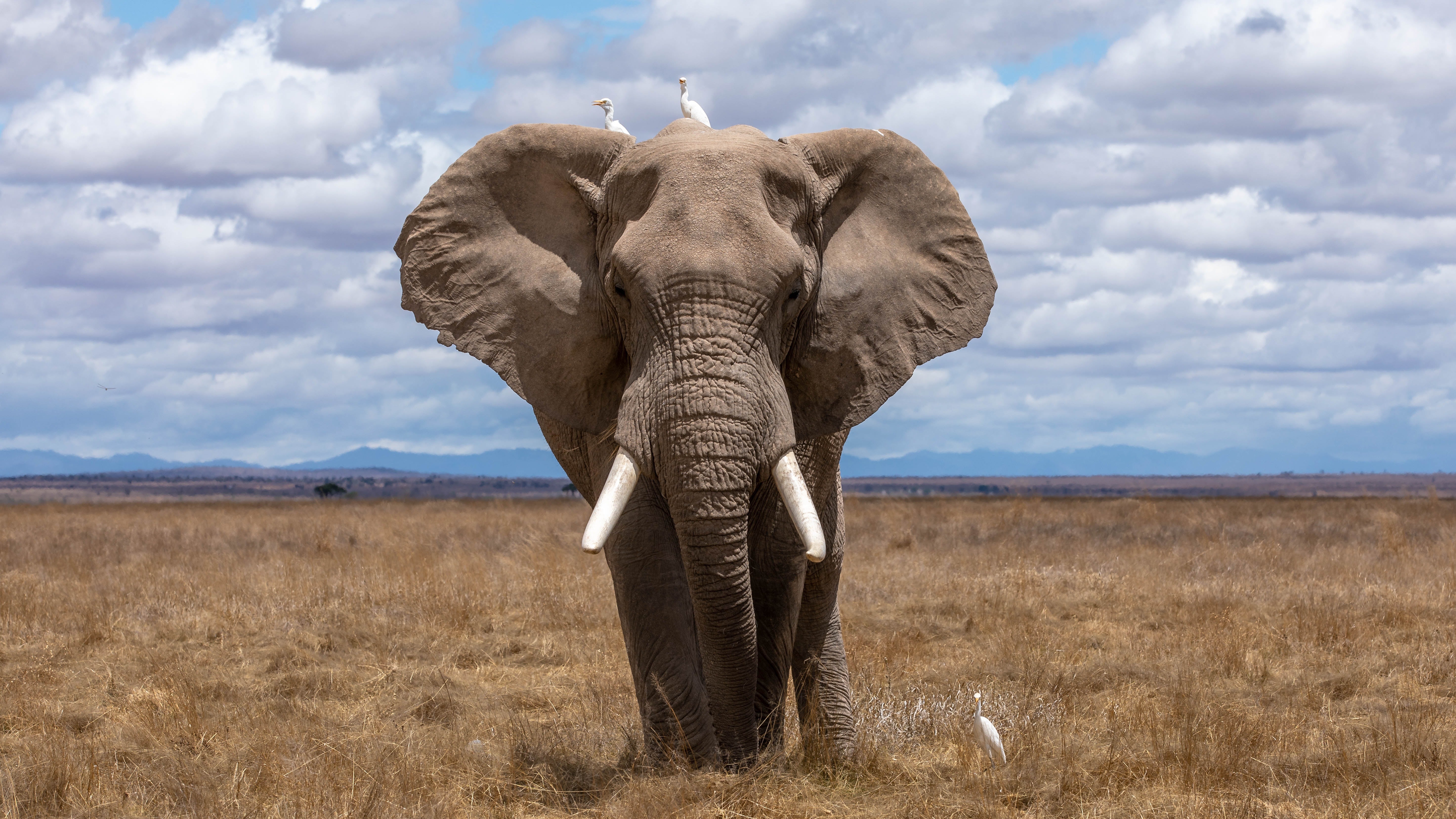 Protect Endangered Animals
