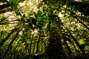 Conserve Rainforests