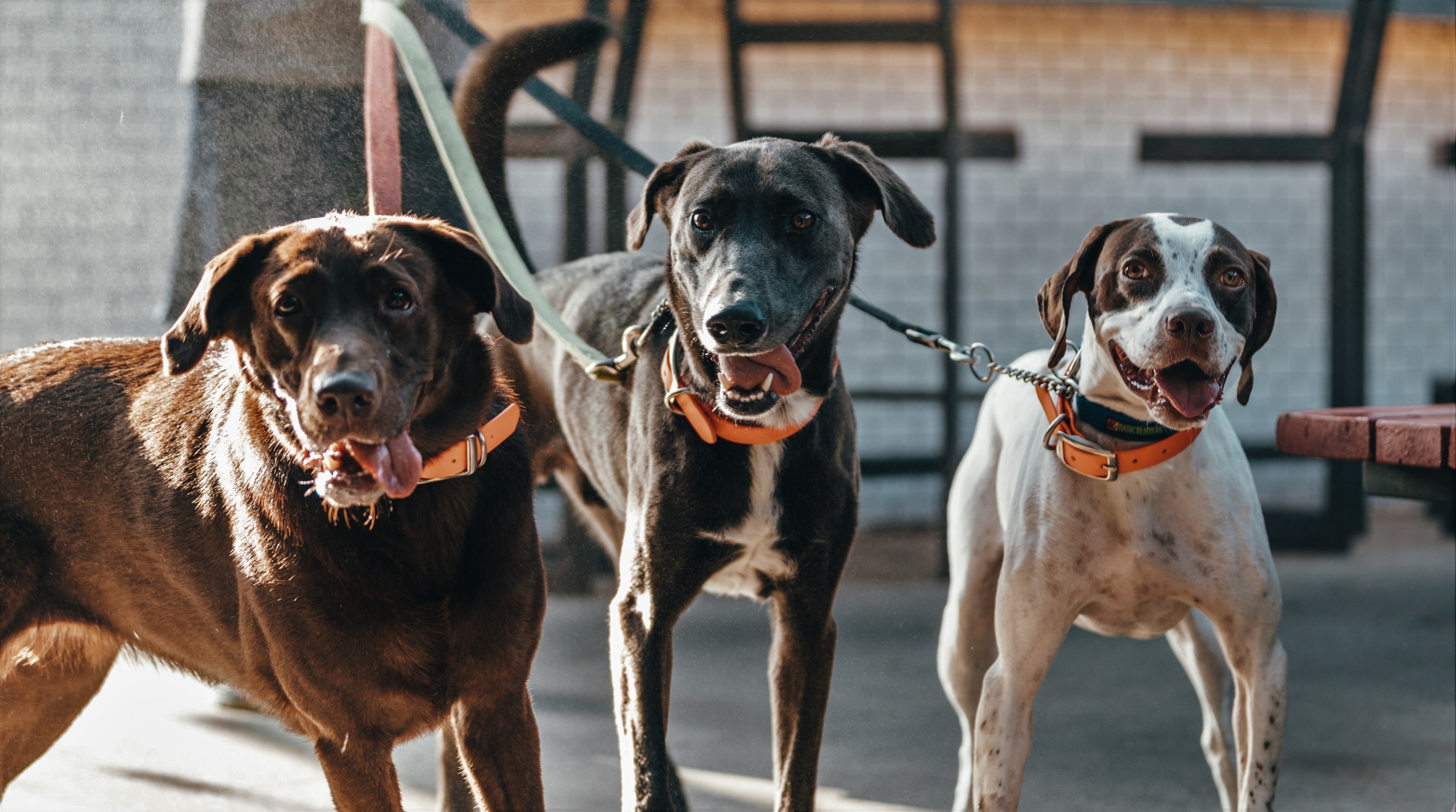 Save Rescue Pets