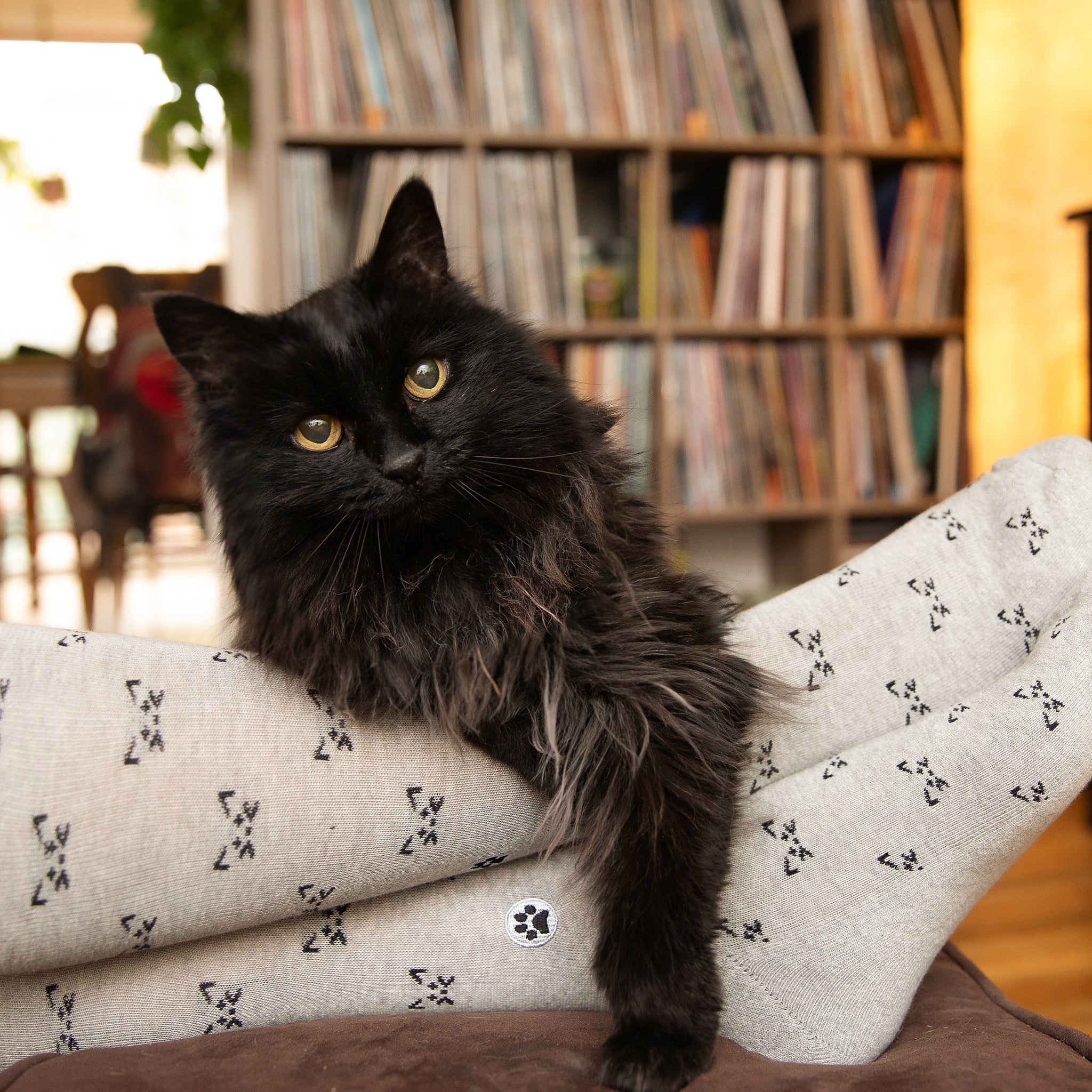 Socks that Save Cats - Conscious Step