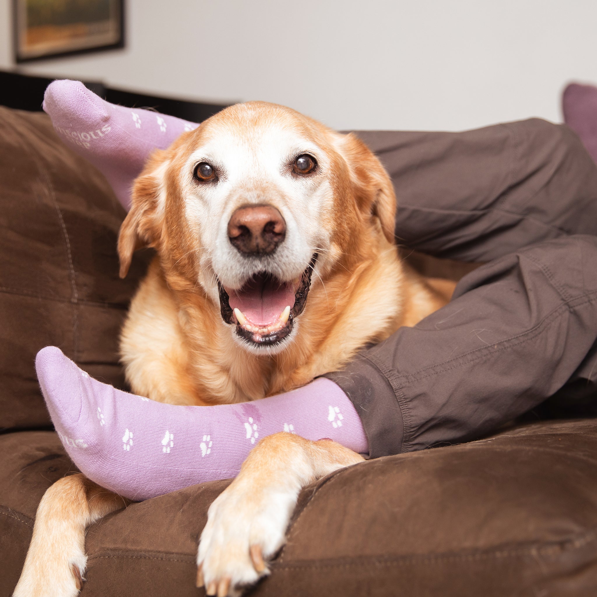 Socks that Save Dogs - Conscious Step